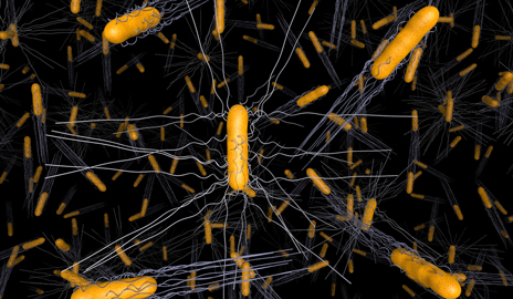 "Salmonella Typhi"